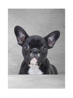 D.Dog Puppy Shampoo 250 ML