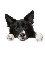 D.Dog Hygiene Lotion 250 ML