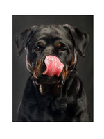 D.Dog Short Hair Shampoo 250 ML