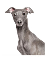 D.Dog Shining Lotion 250 ML